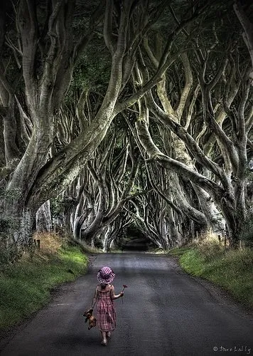 İrlanda’dan Büyüleyici Bir Ağaç Tüneli