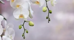 Orkide Saksısı Nasıl Olmalı? Orkide En İyi Hangi Saksıda Yetişir, Büyüklüğü Nasıl Olmalı?