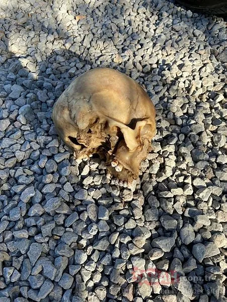 Son dakika haberi: Bodrum bu olay ile çalkalanıyor! Bir köpek tarafından bulunan kafatası Mehmet Ali Koran'a mı ait?