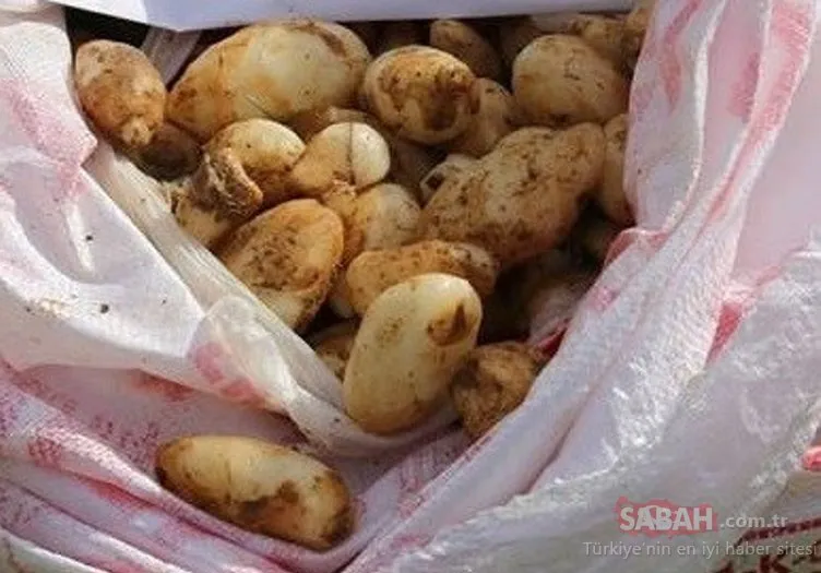25 kilo salep soğanı için 300 bin TL ceza kesildi!