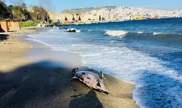 Sinop’ta kıyıya vuran yunus sayısı 32 oldu