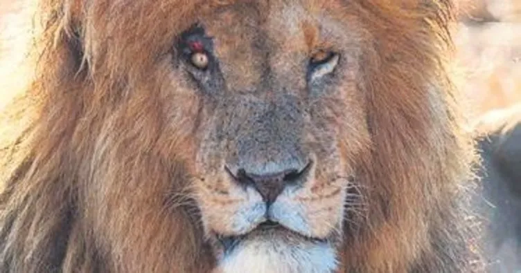 Dünyanın en ünlü aslanı Scarface öldü