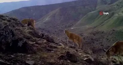 Afyonkarahisar’da yaban hayvanları fotokapana böyle yansıdı | Video