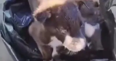Vicdansızlar, yavru köpeği ölen diğer yavru köpeklerle birlikte çöpe attılar #edirne