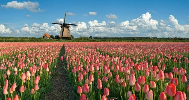 Dutch Neresi? Dutch Hangi Ülkedir, Diğer Adı Ne?