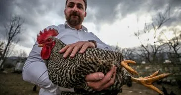 'Mozart' dinleyen tavukların üretimi yüzde 20 arttı