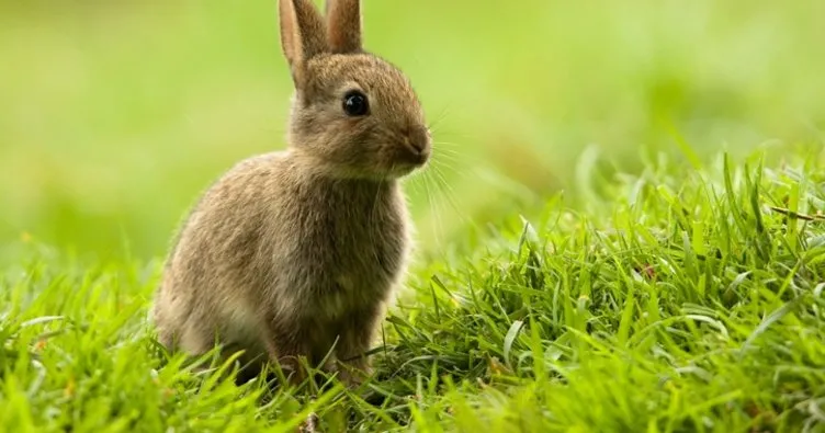 Tavşan Kaç Yıl Yaşar? Tavşanların Ömrü Ne Kadar, Kaç Senedir?