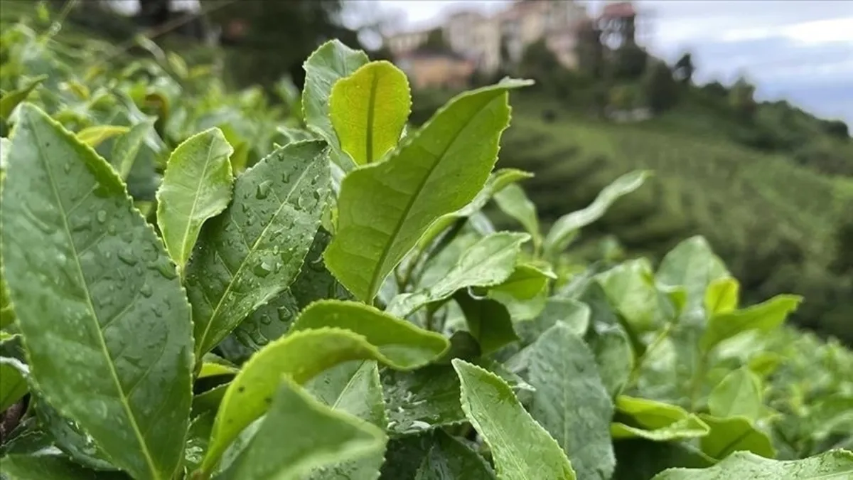 SON DAKİKA I Yaş çay alım fiyatı belli oldu SON DAKİKA I Yaş çay alım fiyatı belli oldu