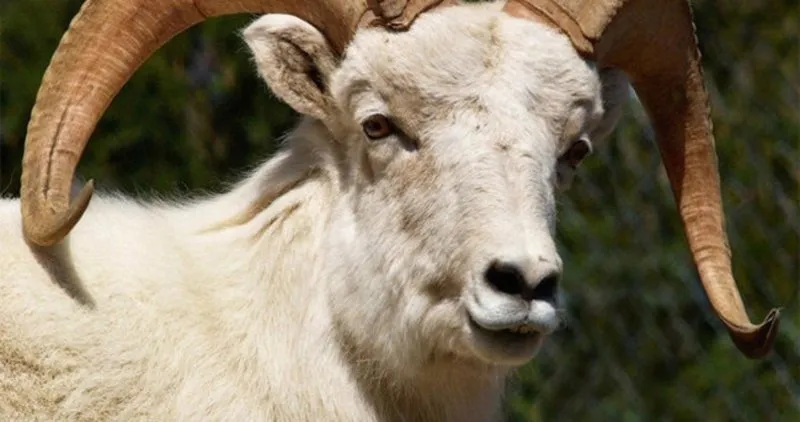 sabah
