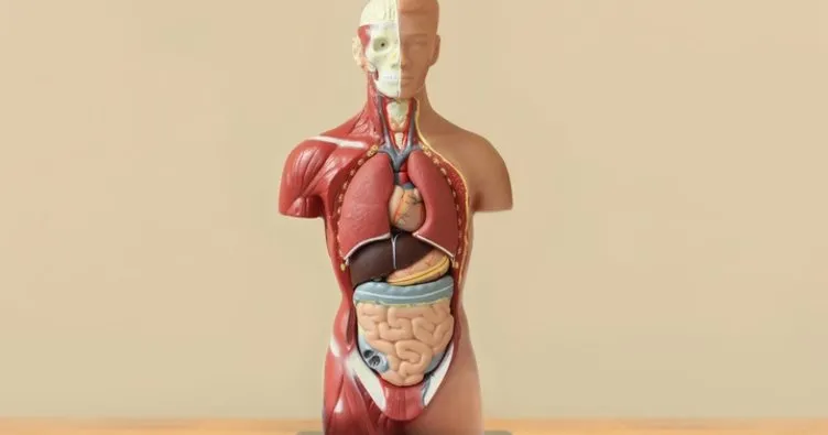 İç Organlar Nelerdir? Vücudumuzdaki İç Organlarımız İsimleri, Yerleri, İşlevleri ve Görevleri