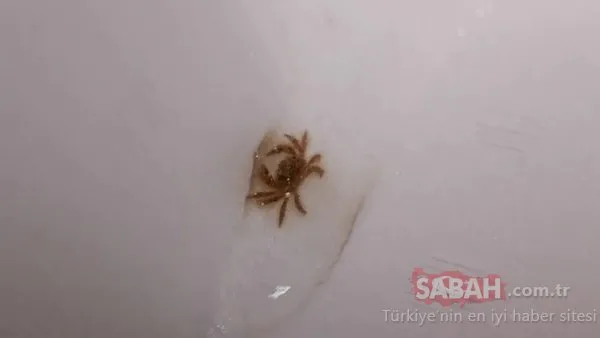 Bakması bile iğrenç gelebilir ama bayıla bayıla yiyorlar... Porsiyonu 600 dolar!