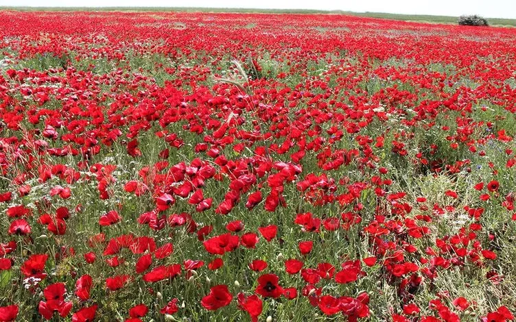 Gelincik tarlaları görenleri büyülüyor