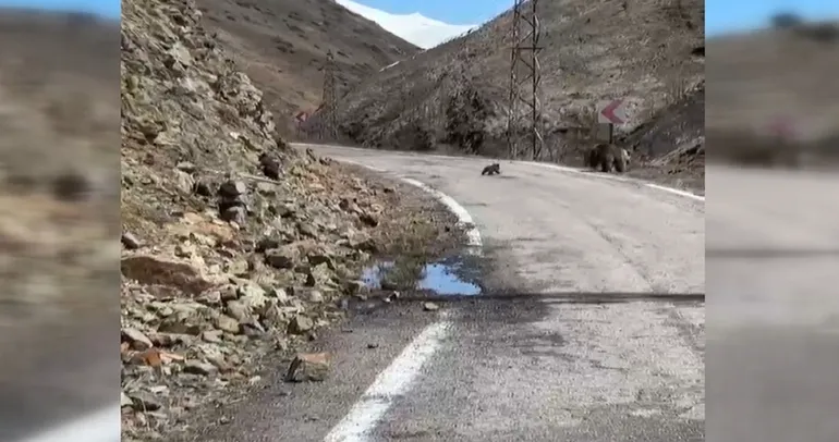 Anne ayı ve yavruları yolda görüntülendi