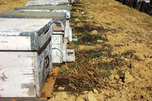 Arıların ölüm nedeni ortaya çıktı