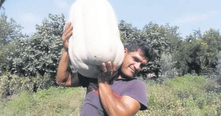 35 kiloluk bal kabağı, görenleri şaşırtıyor
