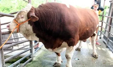 1.7 ton ağırlığındaki Soro kesildi!