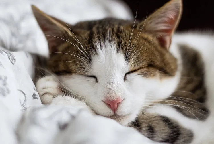 Kedi seven insanların ortak özelliği buymuş! Kadın Haberleri