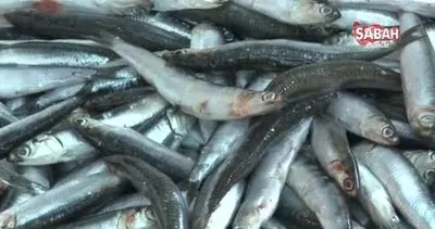 Tezgahlarda balık bolluğu | Video