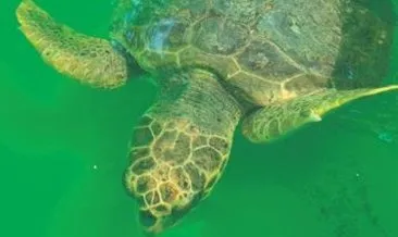 Tedavi edilen 50 deniz kaplumbağası denizle buluşacak #mugla