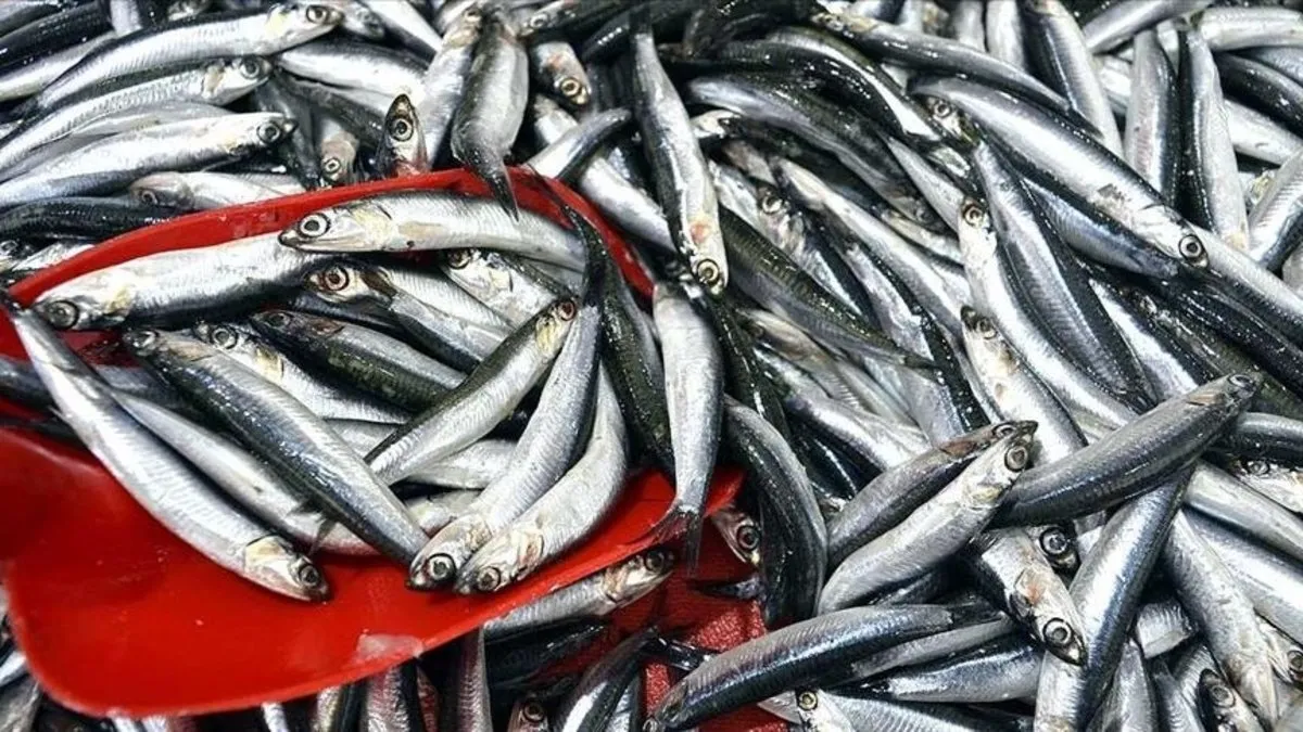 Türkiye denizlerinde hamsi lider: Son 10 yılda 1,6 milyon ton avlandı Türkiye denizlerinde hamsi lider: Son 10 yılda 1,6 milyon ton avlandı