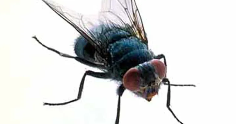 Bir karasinekte 351 tür bakteri var
