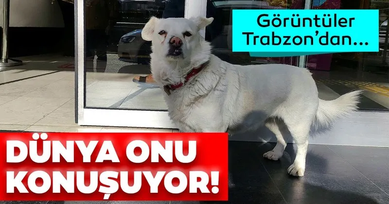 sahibini gunlerce hastane kapisinda