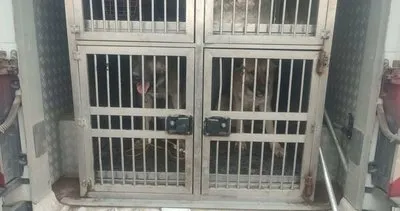 Kırıkkale’de köpek dövüşüne Jandarma müdahalesi #kirikkale