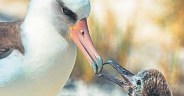 ‘Bilge’ albatros 40’ıncı kez anne oldu