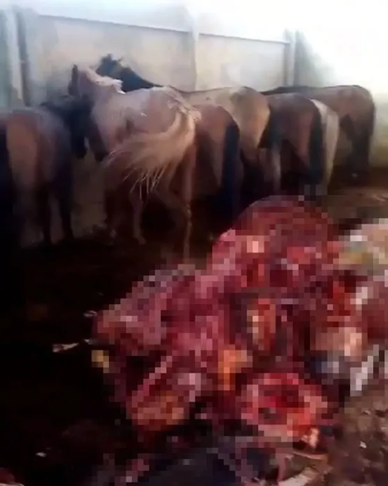 Adana’da 12 kesilmiş eşek bulundu! Mide bulandıran görüntüler!