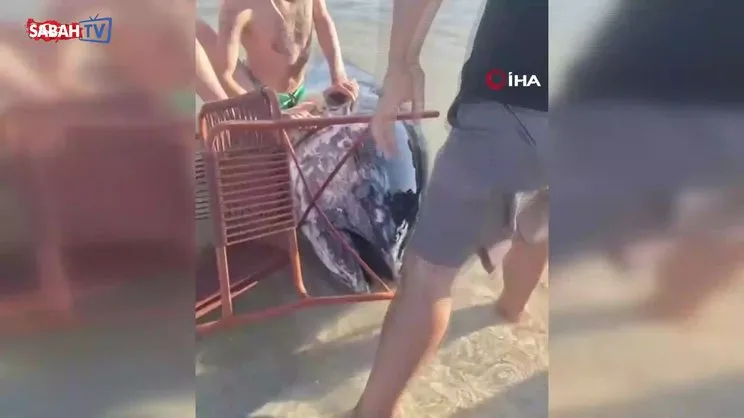 İzmir'de tepki çeken görüntü! Kıyıya vuran orkinosu sandalyeyle tutmaya çalıştılar | Video