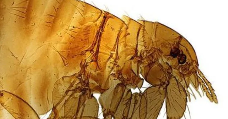 ABD’de ‘Kara Ölüm’ alarmı verildi