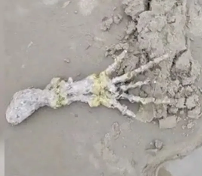 Korkunç elin gizemi! Görüntüler sosyal medyada infial yarattı