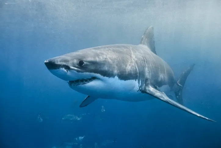Karada yürüyebilen köpekbalığı türü sahillerde görüldü! İnsanlar paniğe geçti…