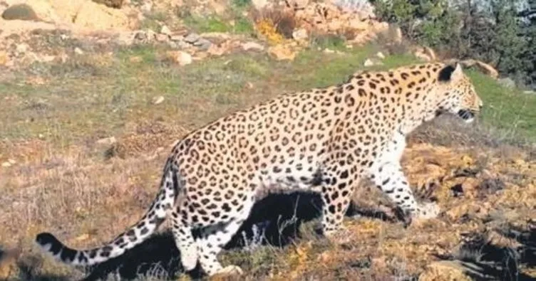 Anadolu leoparı iki ayrı bölgede görüldü