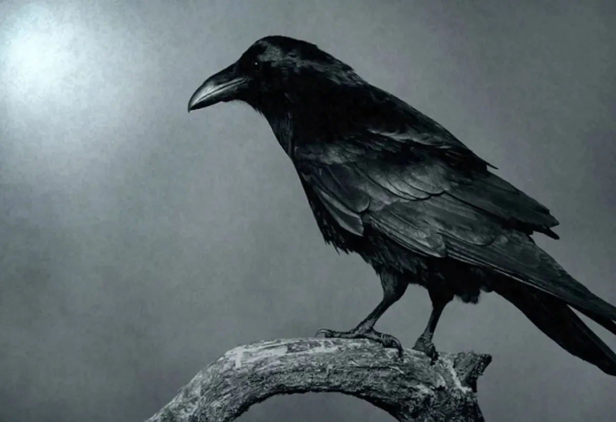 ruyada karga gormek ne demek ruyada karga yakalamak ne anlama gelir son dakika yasam haberleri ruyada karga gormek ne demek ruyada karga yakalamak ne anlama gelir son dakika yasam haberleri