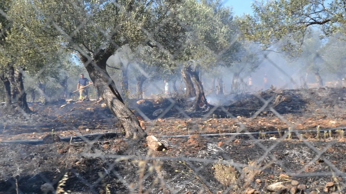 Ayvalık’ta yerleşim sitesinin yanında zeytinlik yangını