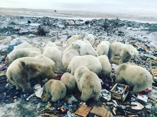 Kutup ayıları şehre indi