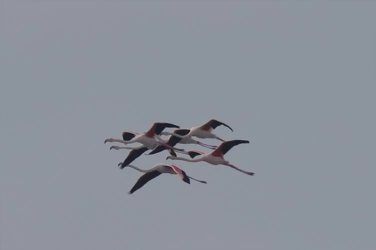 Flamingoların zorlu yolculuğu