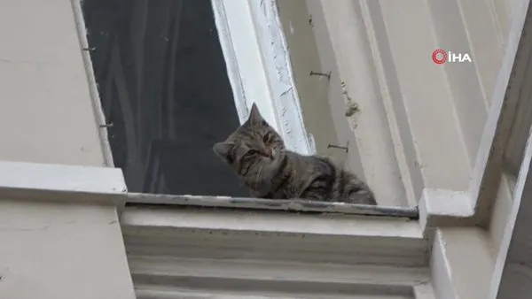 İstiklal Caddesi'nde film gibi kedi kurtarma operasyonu | Video
