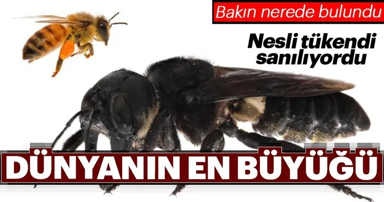 Dünyanın en büyük arısının izi bulundu