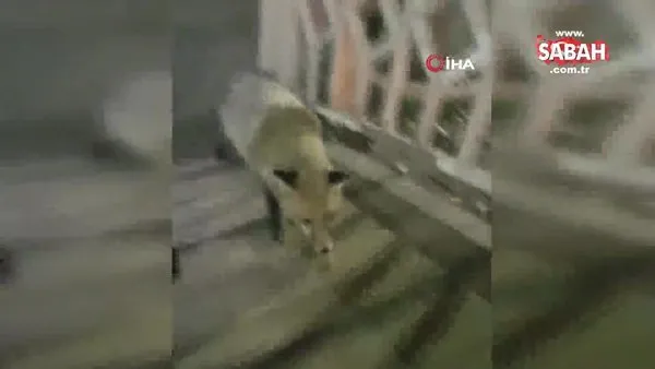 Ekmeği paylaşamayan kedi ile tilkinin gülümseten görüntüleri kamerada | Video