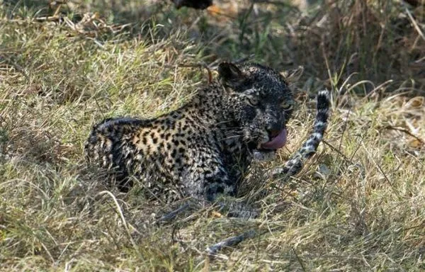 Leoparın avı!