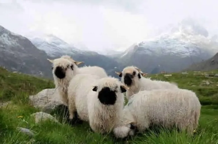 Valais Blacknose cinsi minnoş koyunlar