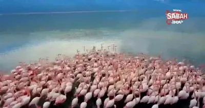 Acıgöl’de flamingolar görsel şölen oluşturuyor | Video