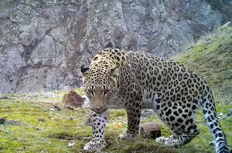 Bu hayvanı avlamanın cezası tam 30 milyon TL