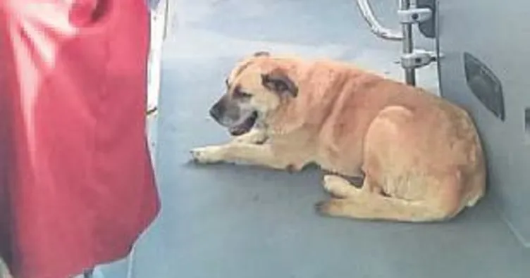 Sevimli misafirin yolculuğu