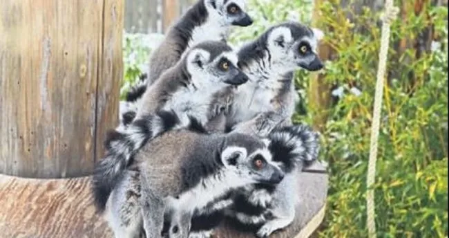 Sevimli lemurlara 8 yavru eklendi