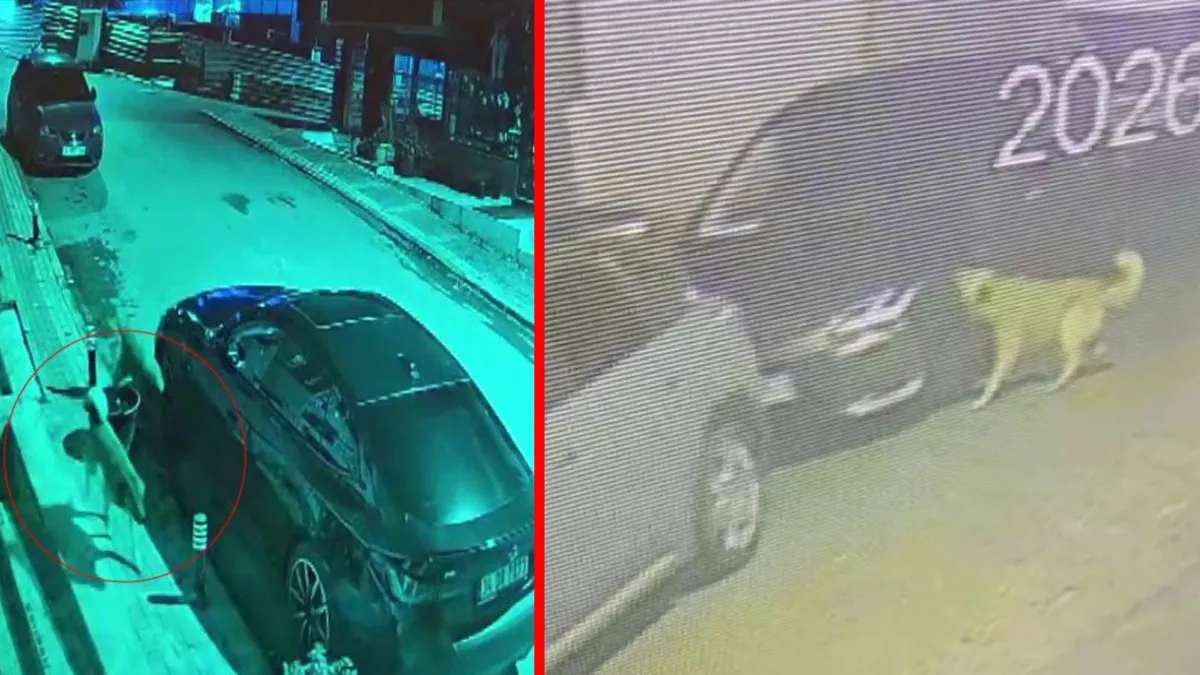 Başıboş köpekler Üsküdar’da dehşet saçtı! “Kendimi binaya zor attım” diyen mahalleli isyan etti Başıboş köpekler Üsküdar’da dehşet saçtı! “Kendimi binaya zor attım” diyen mahalleli isyan etti