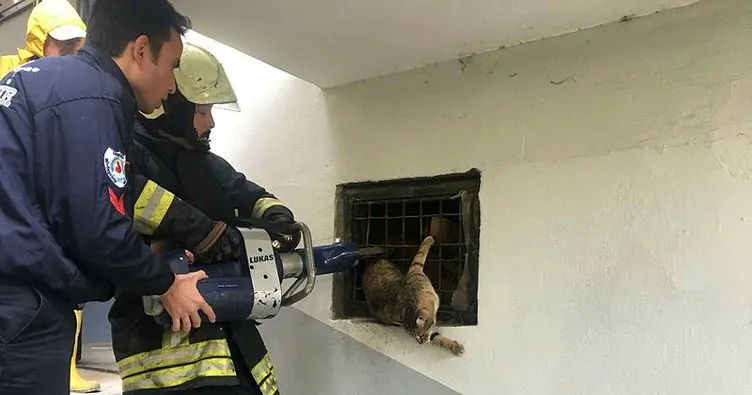 Denizli’de bodrum katta parmaklıklara sıkışan kediyi itfaiye kurtardı