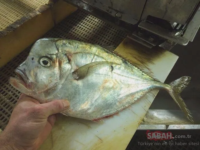 Вомер рыба фото Вомер рыба фото